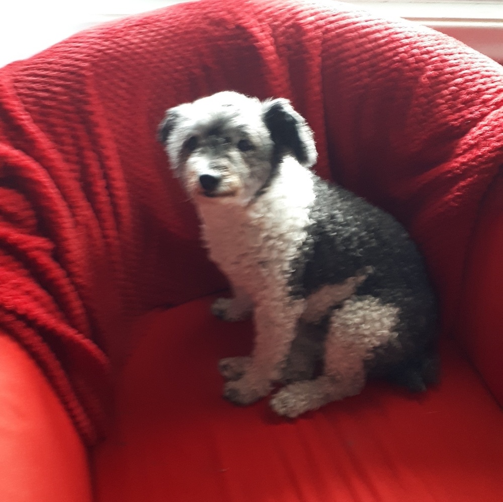 Meet your Posher, Cynde